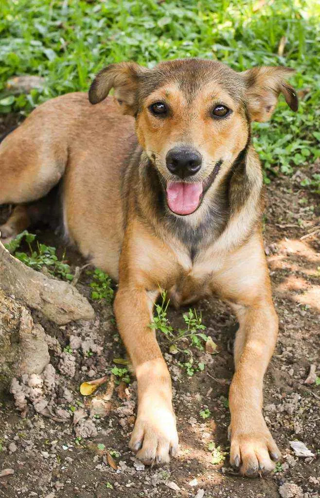Cachorro raça Srd idade 2 anos nome Ruiva e Loira