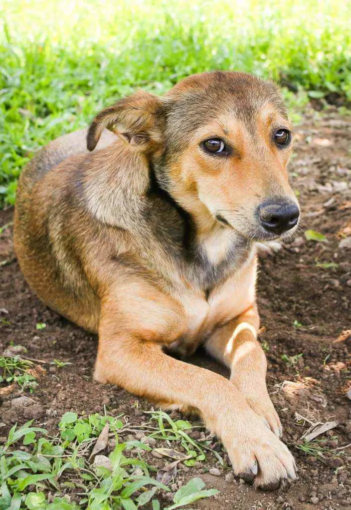 Cachorro raça Srd idade 2 anos nome Ruiva e Loira
