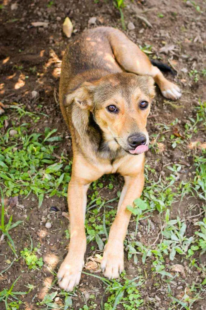 Cachorro raça Srd idade 2 anos nome Ruiva e Loira