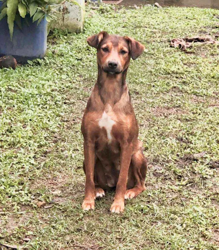Cachorro raça Srd idade 2 anos nome Ruiva e Loira