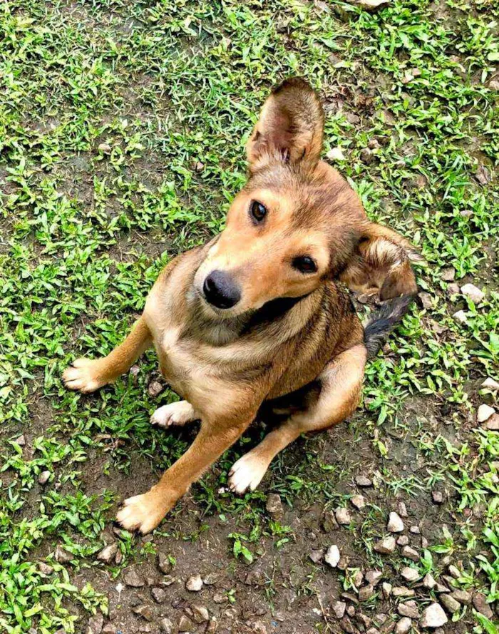 Cachorro raça Srd idade 2 anos nome Ruiva e Loira