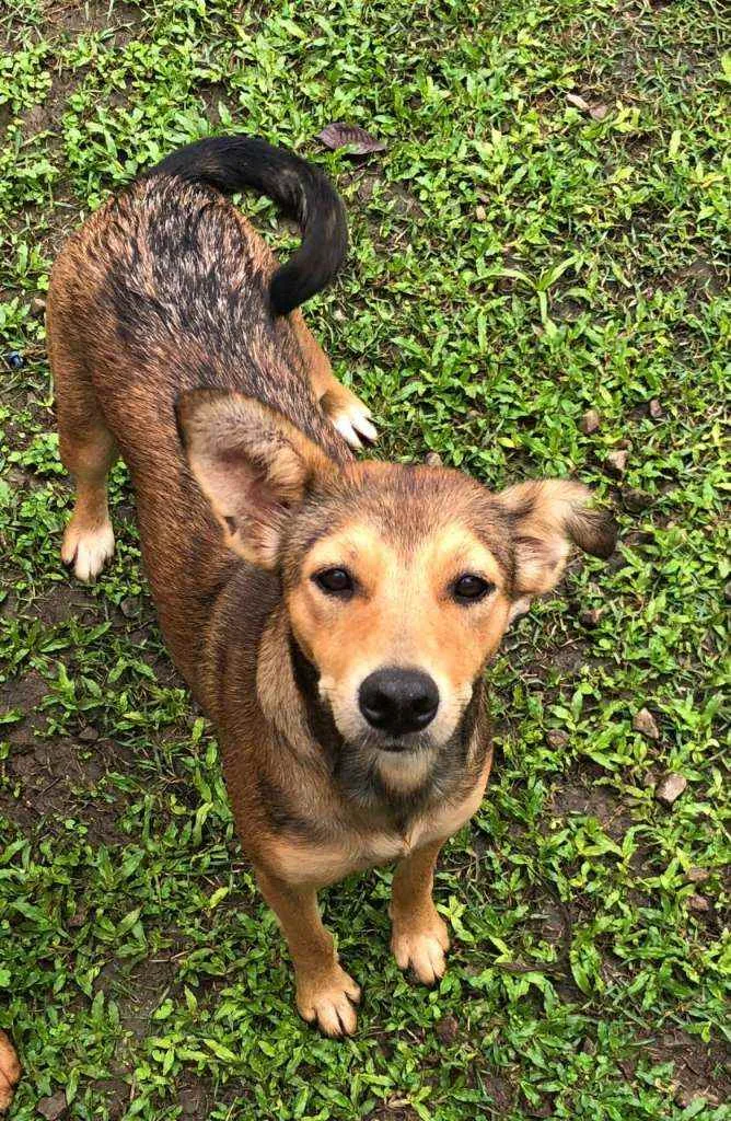 Cachorro raça Srd idade 2 anos nome Ruiva e Loira