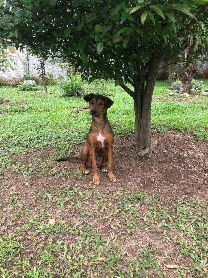 Cachorro raça Srd idade 2 anos nome Ruiva e Loira