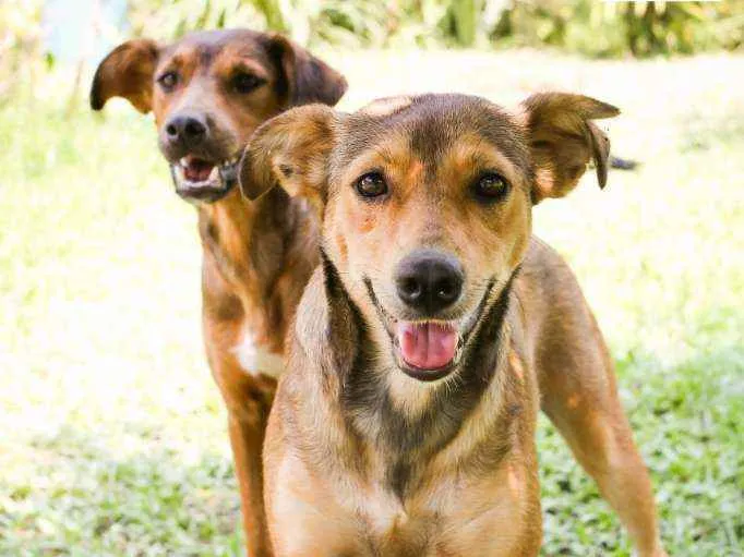 Cachorro raça Srd idade 2 anos nome Ruiva e Loira