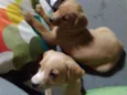 Linda e Bela