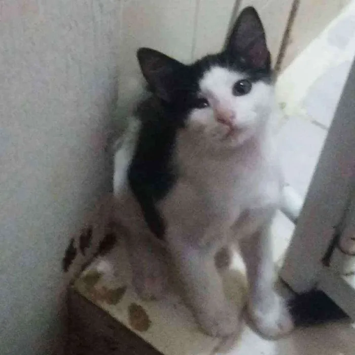 Gato ra a Pelo curto brasileiro idade 2 a 6 meses nome Jack