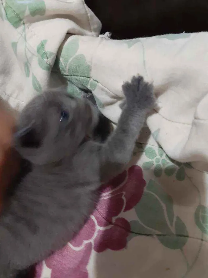 Gato ra a Srd idade Abaixo de 2 meses nome Sem nome