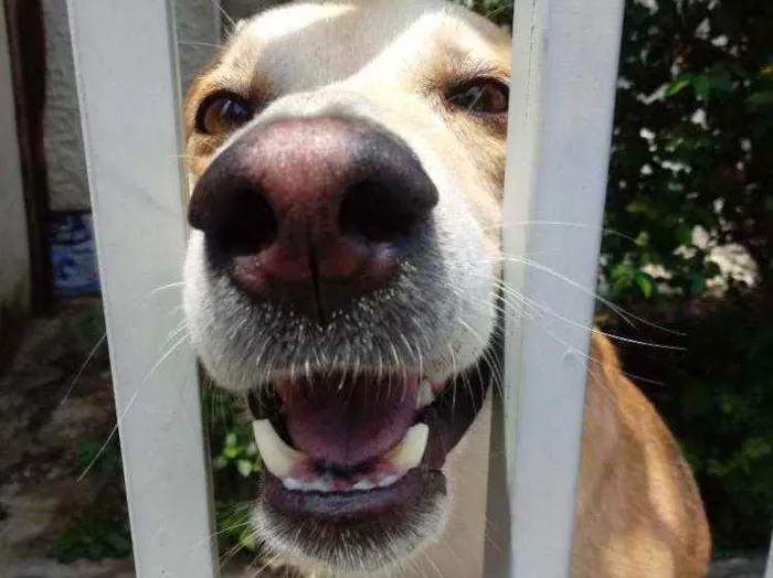 Cachorro raça Srd idade 1 ano nome TROVÃO