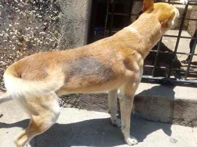 Cachorro raça Srd idade 1 ano nome TROVÃO