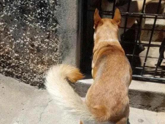 Cachorro raça Srd idade 1 ano nome TROVÃO