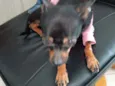 Mel