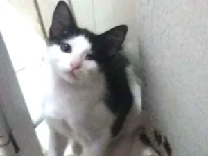 Gato raça Pelo curto brasileiro idade 2 a 6 meses nome Jack