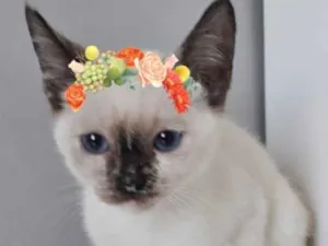 Gato raça SRD-ViraLata idade 2 a 6 meses nome PIPA
