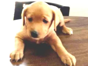 Cachorro raça Srd idade 2 a 6 meses nome Linda e Bela