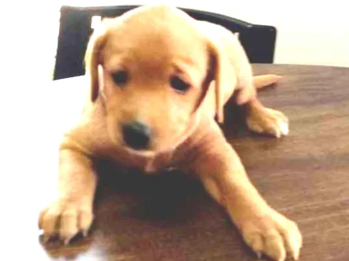 Cachorro ra a Srd idade 2 a 6 meses nome Linda e Bela