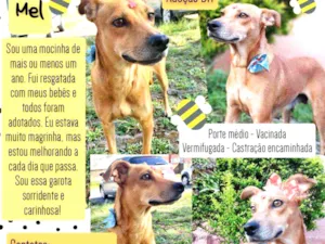 Cachorro raça Srd idade 1 ano nome Mel