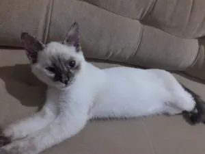 Gato raça SRD-ViraLata idade 2 a 6 meses nome Luna