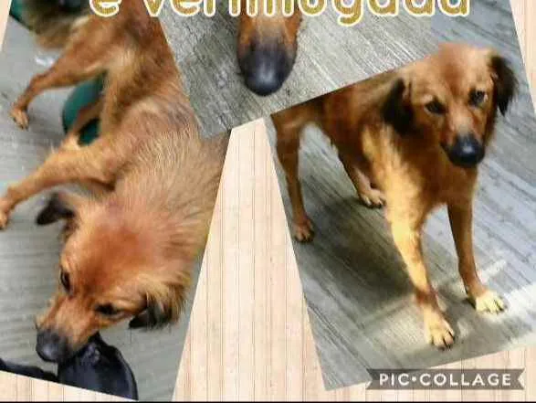 Cachorro ra a Srd idade 1 ano nome Neném