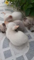 Gatinha de rua