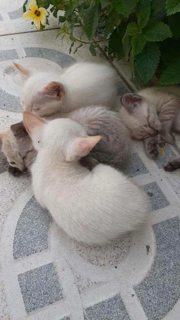 Gato raça Siamês  idade 3 anos nome Gatinha de rua