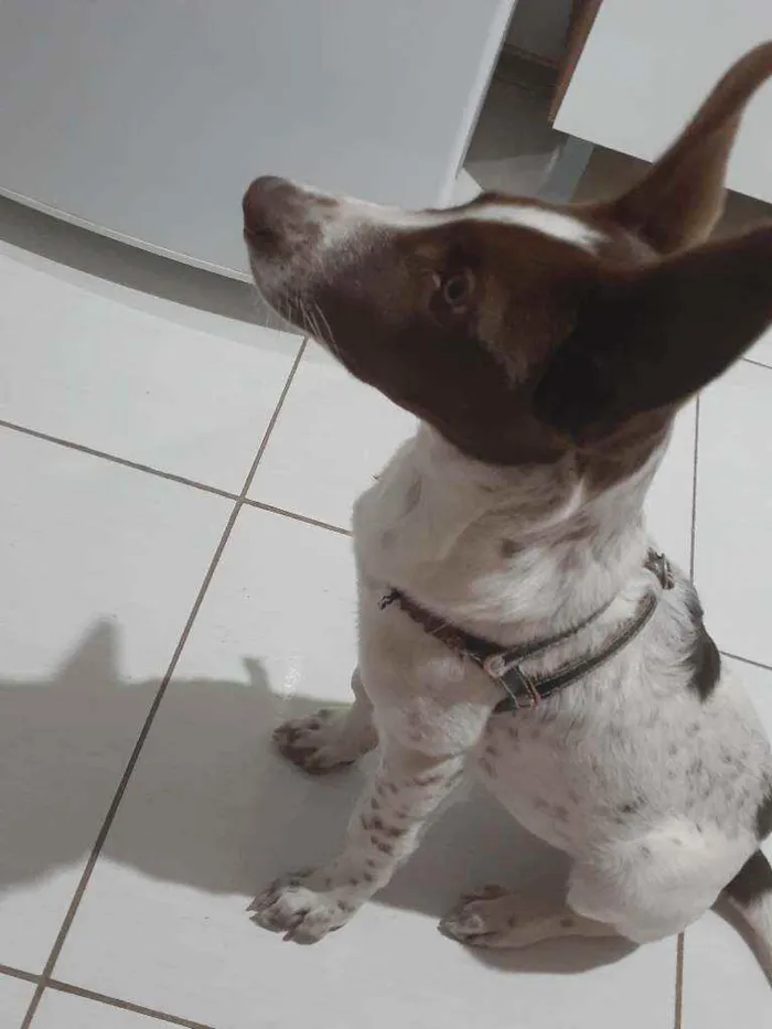 Cachorro ra a Indefinida idade 7 a 11 meses nome Bidu