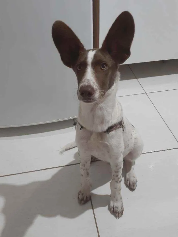 Cachorro ra a Indefinida idade 7 a 11 meses nome Bidu