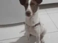 Bidu
