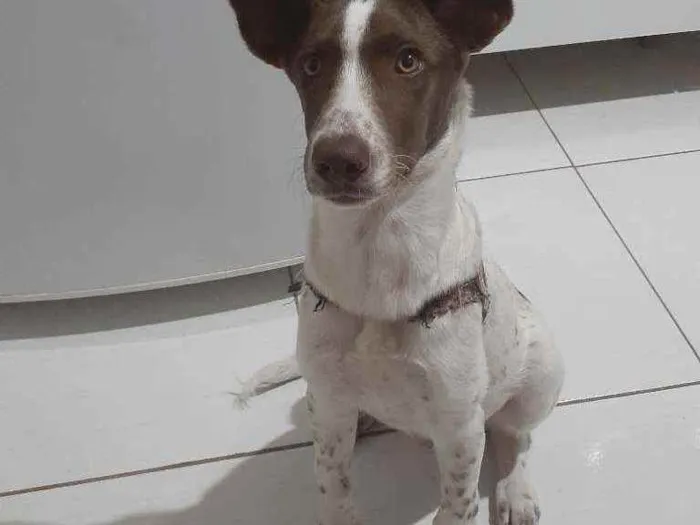Cachorro ra a Indefinida idade 7 a 11 meses nome Bidu
