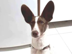 Cachorro raça Indefinida idade 7 a 11 meses nome Bidu