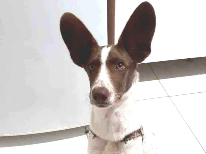 Cachorro ra a Indefinida idade 7 a 11 meses nome Bidu