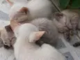 Gatinha de rua