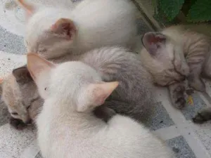 Gato raça Siamês  idade 3 anos nome Gatinha de rua