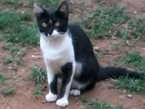 Gato ra a Pintado idade 2 a 6 meses nome Sem nome