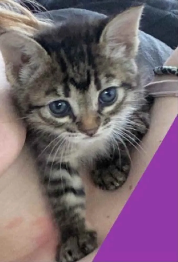 Gato ra a sem raça  idade Abaixo de 2 meses nome não demos nome 