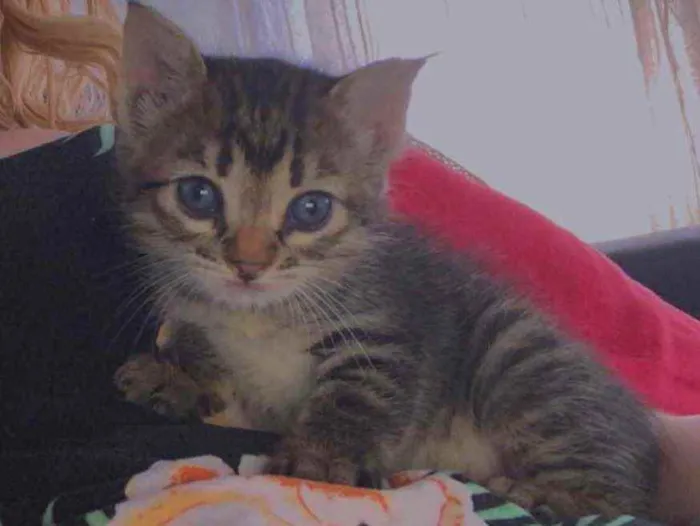 Gato ra a sem raça  idade Abaixo de 2 meses nome não demos nome 