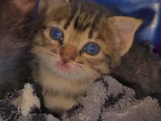 Gato ra a sem raça  idade Abaixo de 2 meses nome não demos nome 
