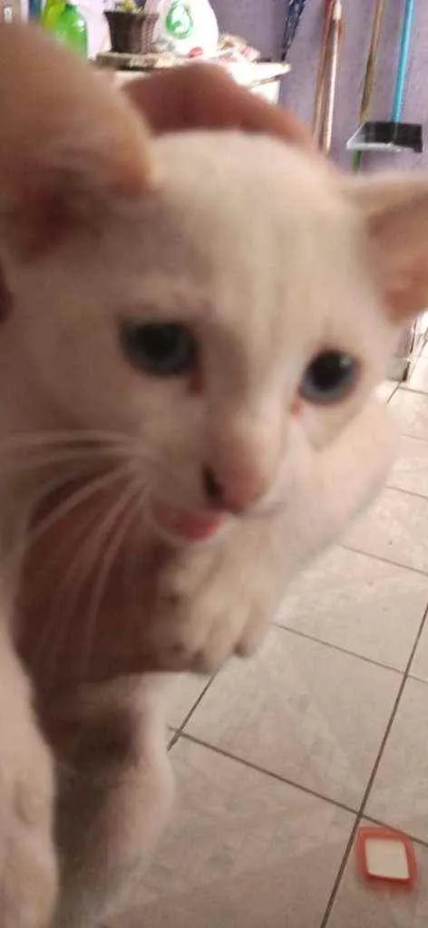 Gato ra a  idade 2 a 6 meses nome Sem nome