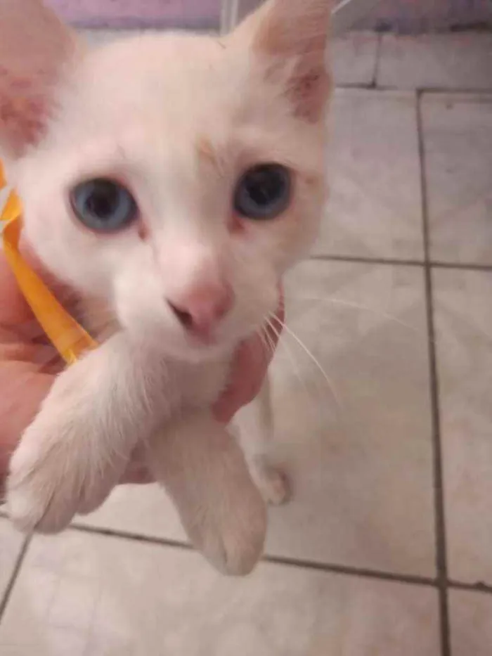 Gato ra a  idade 2 a 6 meses nome Sem nome