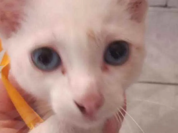 Gato ra a  idade 2 a 6 meses nome Sem nome