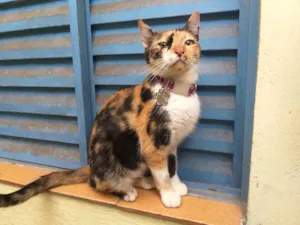 Gato raça  idade 2 a 6 meses nome Elise