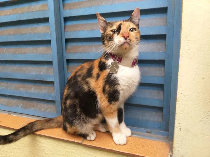 Gato ra a idade 2 a 6 meses nome Elise