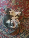 Belinha, Lulu, Zulu,