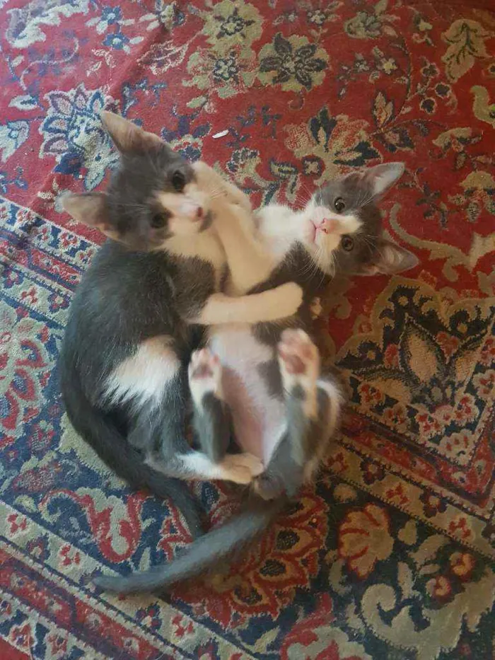 Gato ra a Comum idade 2 a 6 meses nome Belinha, Lulu, Zulu,