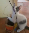 Belinha, Lulu, Zulu,