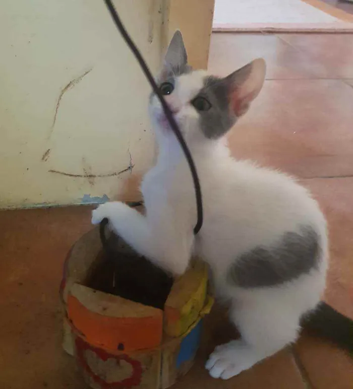 Gato ra a Comum idade 2 a 6 meses nome Belinha, Lulu, Zulu,