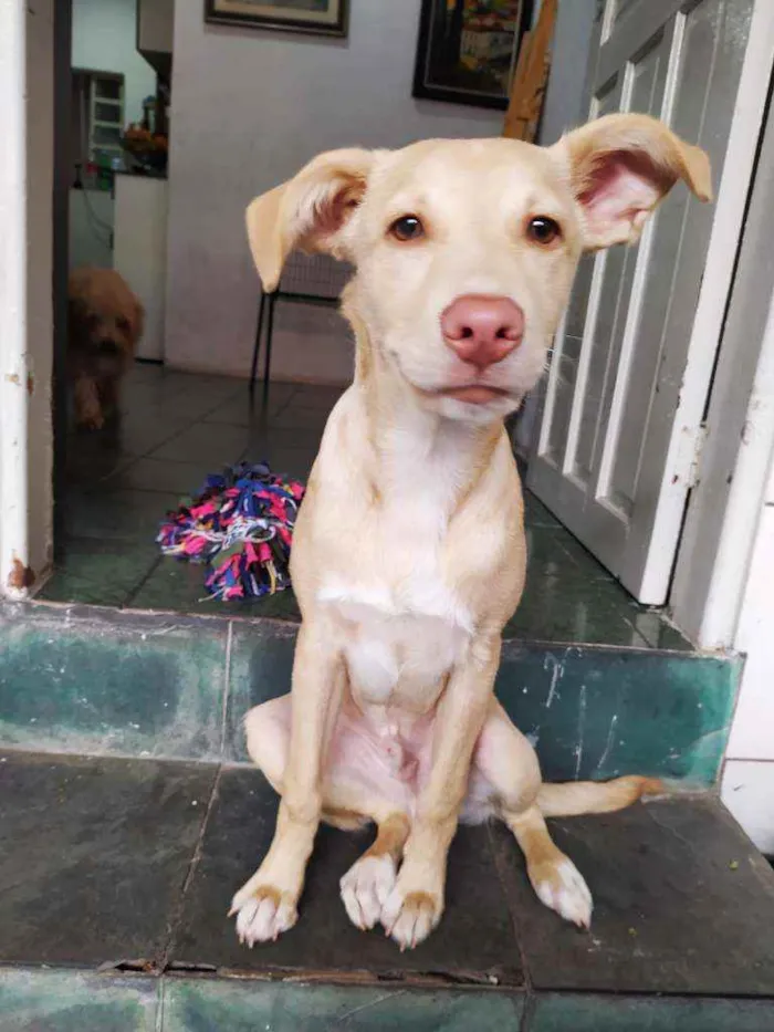Cachorro ra a Vira lata com labrador  idade 2 a 6 meses nome Marte