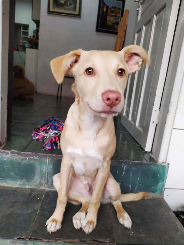 Cachorro ra a Vira lata com labrador  idade 2 a 6 meses nome Marte