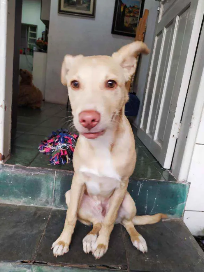 Cachorro ra a Vira lata com labrador  idade 2 a 6 meses nome Marte