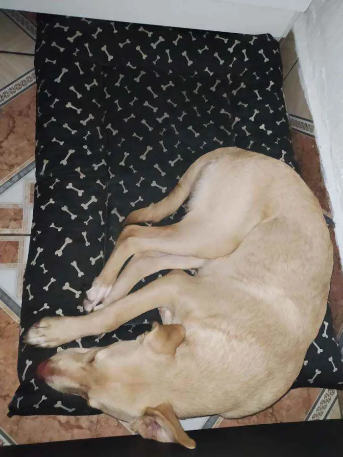 Cachorro ra a Vira lata com labrador  idade 2 a 6 meses nome Marte