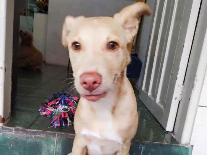 Cachorro ra a Vira lata com labrador  idade 2 a 6 meses nome Marte